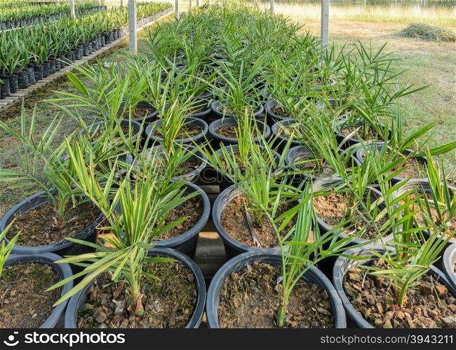 Young date palm in nursery