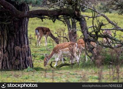 young deer in Dutch forest at the dunes