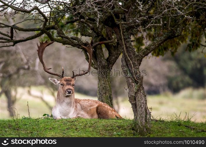 young deer in Dutch forest at the dunes