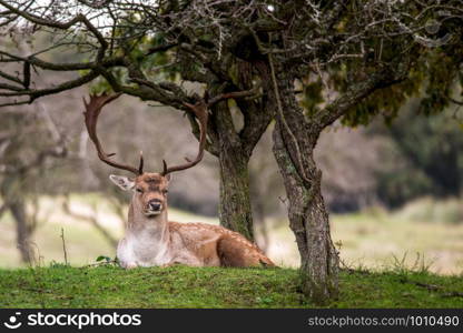 young deer in Dutch forest at the dunes