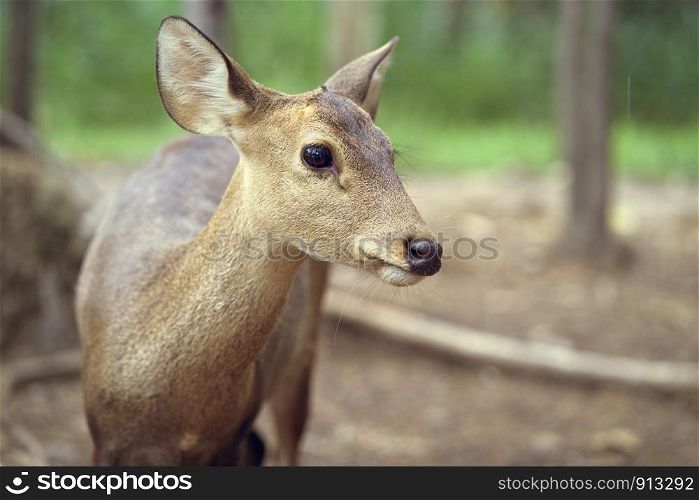 young deer standing portrait in forest