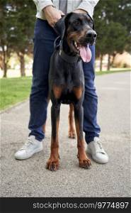 Young Doberman Pinscher dog standing between owners legs while out for a walk