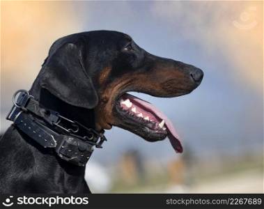 young dobermann pinscher training for protection in the nature