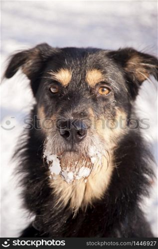 Young Dog in the Snow