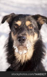 Young Dog in the Snow