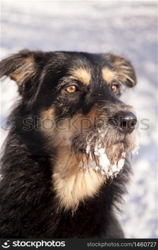 Young Dog in the Snow