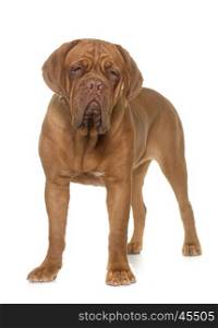 young dogue de bordeaux in front of white background