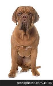 young dogue de bordeaux in front of white background