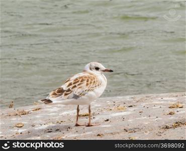 Young dotted seagull standing on a mountain cliff in front of green water