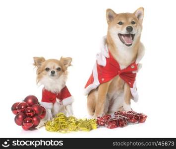 young dressed shiba inu and chihuahua in front of white background