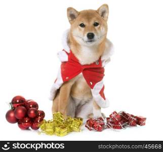 young dressed shiba inu in front of white background
