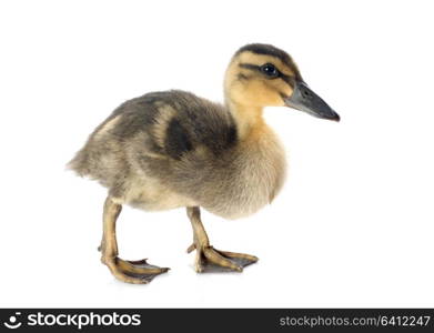 young duckling in front of white background