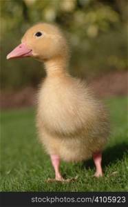 Young duckling portrait