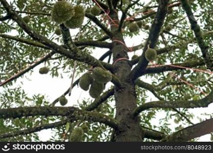 young durian fruit on tree in organic farm