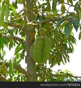 young durian on durian tree