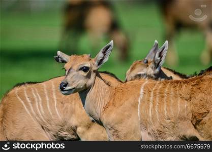 Young Eland Antelope animal Taurotragus Oryx in Summer