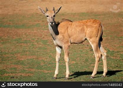 Young eland antelope (Tragelaphus oryx) calf in natural habitat, South Africa