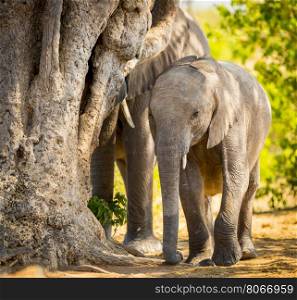 Young Elephant calf at the edge of herd in the wild in Botswana, Africa