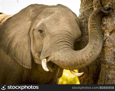 Young Elephant calf playing with its trunk against a tree in Botswana, Africa