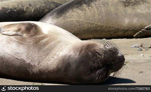 Young Elephant seal sleeps near San Simeon California