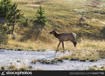 Young elk crossing small stream in field of Yellowstone National Park 