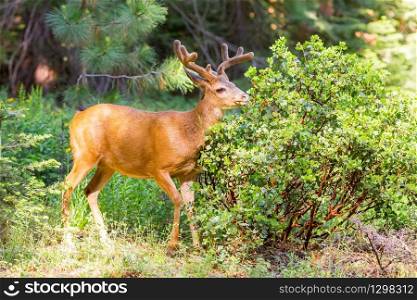 Young elk with green forest on the background.