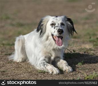 young english setter resting in the nature
