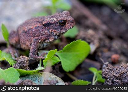 young European toad in the flowerbed in the garden