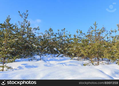 Young evergreen tree in the winter forest.