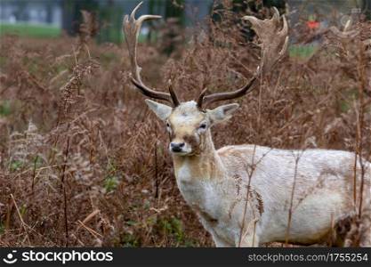 Young Fallow buck deer in London in Autumn