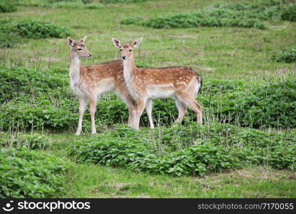 Young fallow deers in the nature