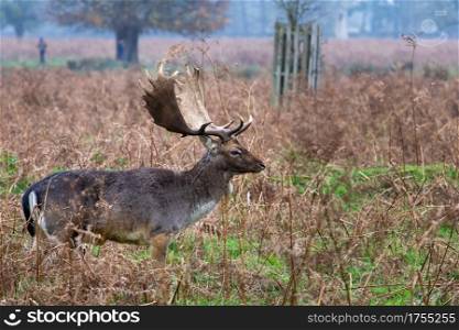 Young Fallow stag deer in London in Autumn