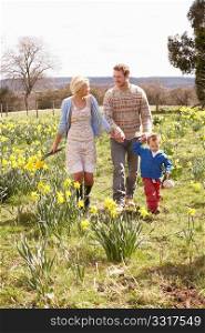 Young Family Walking Amongst Spring Daffodils