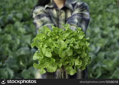 Young farmer is holding vegetable green oak, Hydroponic eco organic modern smart farm 4.0 technology, Agronomist in Agriculture Field read a report