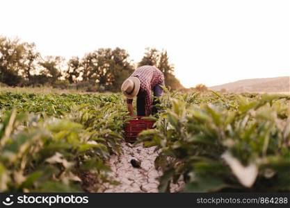 Young farmer man with hat working in his field