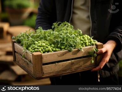 Young farmer with freshly picked Peas in basket. Hand holding wooden box with vegetables in field. Fresh Organic Vegetable.