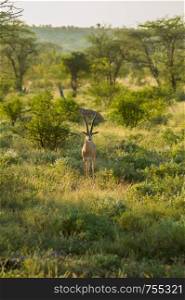Young female antelope in the savannah of Samburu Park in central Kenya ,Samburu National Reserve, Kenya nature