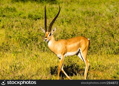 Young female antelope in the savannah of Samburu Park in central Kenya. Young female antelope