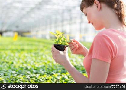 Young female botanist examining herb in plant nursery
