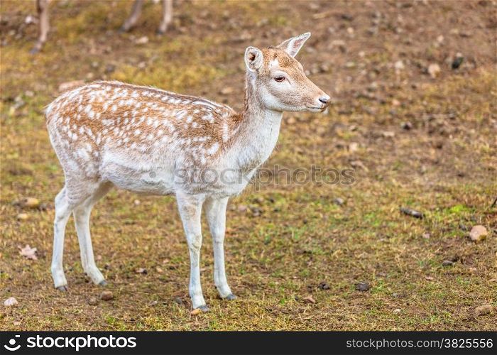 Young female fallow deer doe at park. Animals beauty in nature.