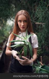 Young female gardener holding succulent plant in hands.. Gardener holding succulent plant in hands.
