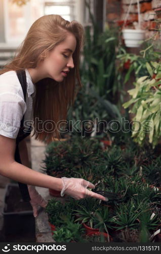 Young female gardener work with plants in greenhouse.