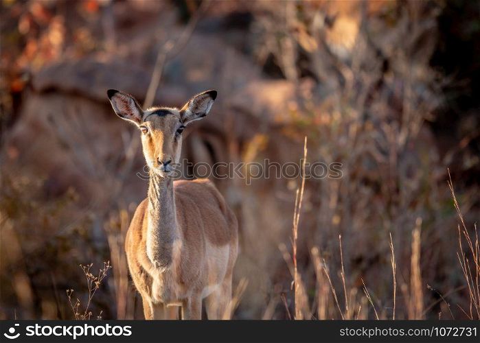 Young female Impala looking at the camera in the Welgevonden game reserve, South Africa.