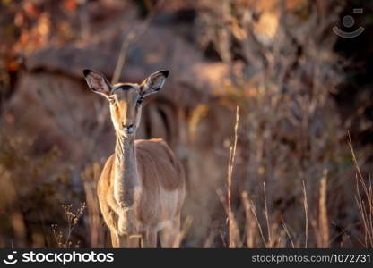 Young female Impala looking at the camera in the Welgevonden game reserve, South Africa.