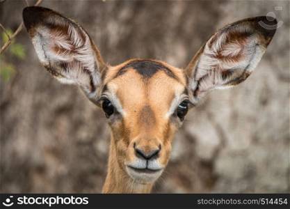 Young female Impala starring at the camera in the Kruger National Park, South Africa.