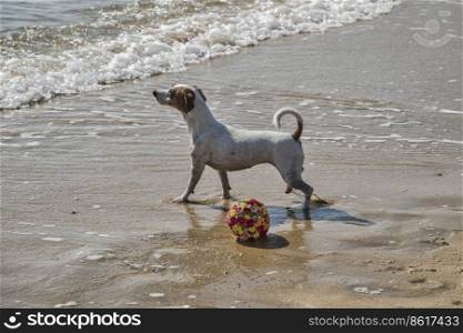 Young female Jack Russell terrier playing on sea sandy beach