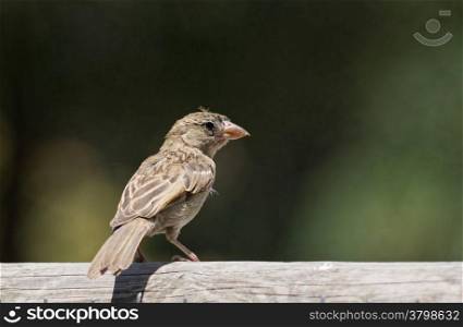 Young female sparrow