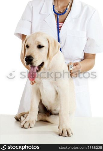 Young female veterinary caring of a cute beautiful dog 