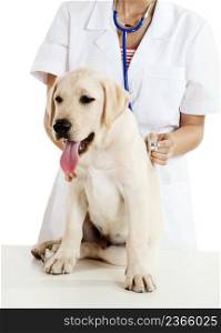 Young female veterinary caring of a cute beautiful dog 