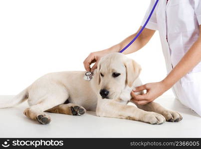 Young female veterinary taking care of a beautiful labrador dog